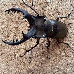 三重県産天然大型ミヤマ67.1㎜ペアの画像