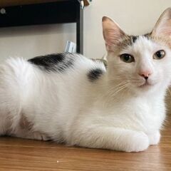7月27日(日)三鷹で猫の譲渡会💐🌟🩷新たな子猫特集🩵☄️…