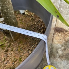 観葉植物の画像