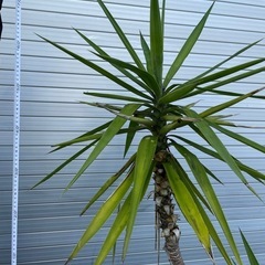 観葉植物の画像