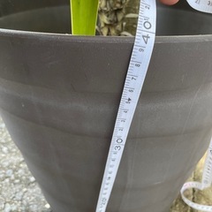 観葉植物の画像