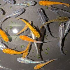 ●　２３３　メダカ　２０匹～２５匹　ラメ　２色　オロチ　他　めだかの画像