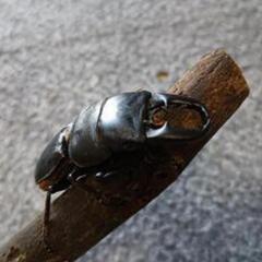 ヒラタクワガタ  ♂54mmの画像