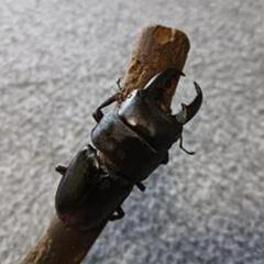 ヒラタクワガタ  ♂54mmの画像