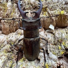 三重県産天然ミヤマクワガタ♂3頭の画像