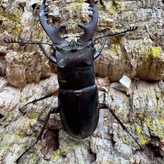 三重県産天然ミヤマクワガタ♂3頭の画像