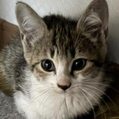 子猫　２ヶ月くらい　キジトラ白　