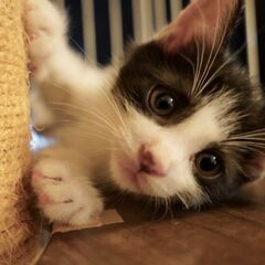 7月27日(日)三鷹で猫の譲渡会💐🌟🩷新たな子猫特集🩵☄️…