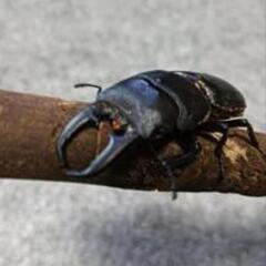 ヒラタクワガタ  ♂50mmの画像