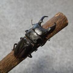 ヒラタクワガタ  ♂50mmの画像