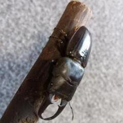 ヒラタクワガタ  ♂50mmの画像