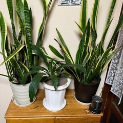 観葉植物の画像