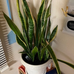 観葉植物の画像