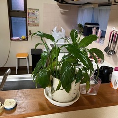 観葉植物の画像