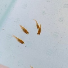 楊貴妃めだか半ダルマの画像