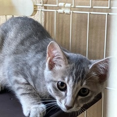 色んな柄の猫兄弟！