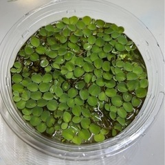 取引き先決定致しました。【メダカ】針子・稚魚の育成セットの画像