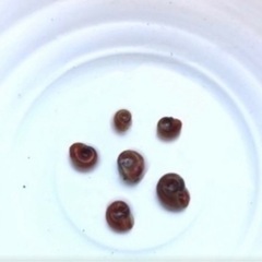 取引き先決定致しました。【メダカ】針子・稚魚の育成セットの画像