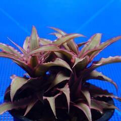 観葉植物「ピンクスター」の画像