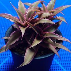 観葉植物「ピンクスター」の画像