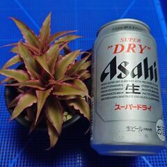 観葉植物「ピンクスター」の画像
