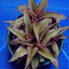 観葉植物「ピンクスター」の画像