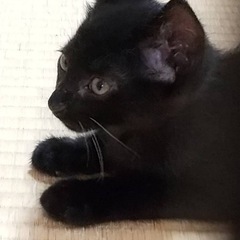 里親さん、決まりました　黒豹のようにカッコ良いけど甘え坊な黒猫オ...