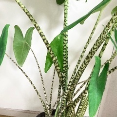 アロカシアゼブリナの鉢植え　30〜50cm程　観葉植物の画像