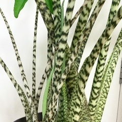 アロカシアゼブリナの鉢植え　30〜50cm程　観葉植物の画像