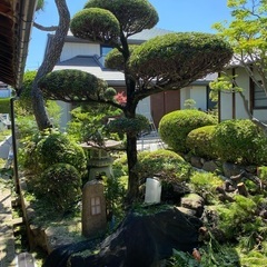 庭木の剪定お任せ下さい。