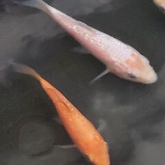 金魚・キラキラ和金❗の画像