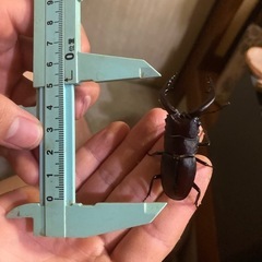 【ノコギリクワガタ Aペア ペア売り】の画像