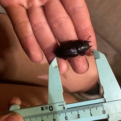 【ノコギリクワガタ Aペア ペア売り】の画像