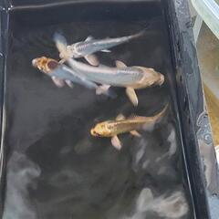 錦鯉❗の画像