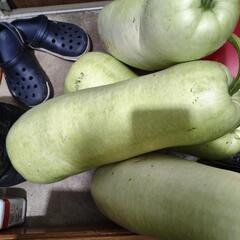 夕顔　ウリ　野菜の画像