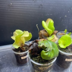 ビカクシダ盛り合わせ！の画像