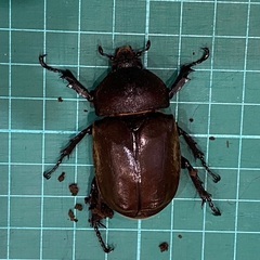 カブトムシ　メス　4匹セットの画像
