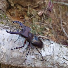 デカい！ミヤマクワガタ63.5mmペアの画像