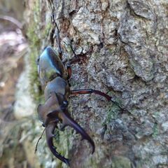 デカい！ミヤマクワガタ63.5mmペアの画像