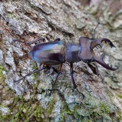 デカい！ミヤマクワガタ63.5mmペアの画像