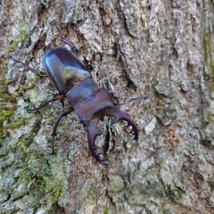デカい！ミヤマクワガタ63.5mmペアの画像