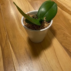 小さい胡蝶蘭 グリーン 観葉植物の画像