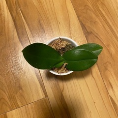 小さい胡蝶蘭 グリーン 観葉植物の画像