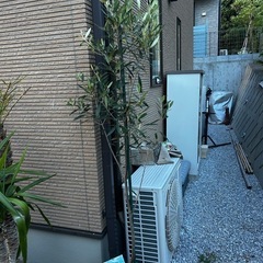 オリーブ　ガーデニング　園芸　植物の画像
