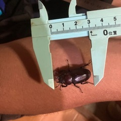 【ノコギリクワガタ Bペア ペア売り】の画像