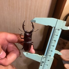 【ノコギリクワガタ Bペア ペア売り】の画像