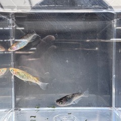メダカ　稚魚幼魚　10匹+a 全て800円の画像