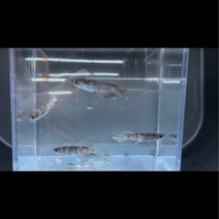 メダカ　稚魚幼魚　10匹+a 全て800円の画像