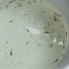 メダカ　稚魚幼魚　10匹+a 全て800円の画像