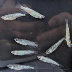 天界　メダカ　8匹の画像
